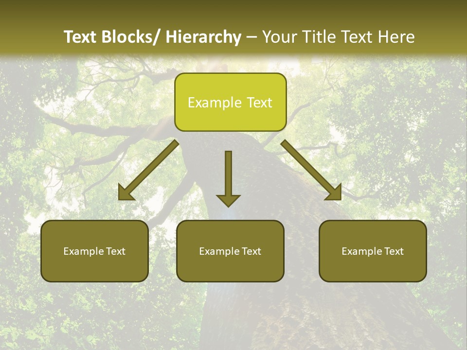 A Tree With The Sun Shining Through It PowerPoint Template
