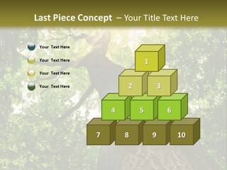 A Tree With The Sun Shining Through It PowerPoint Template