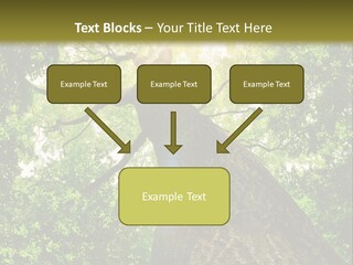 A Tree With The Sun Shining Through It PowerPoint Template