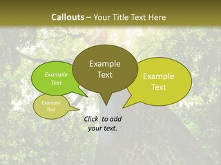 A Tree With The Sun Shining Through It PowerPoint Template