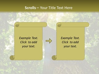 A Tree With The Sun Shining Through It PowerPoint Template