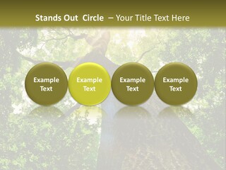 A Tree With The Sun Shining Through It PowerPoint Template