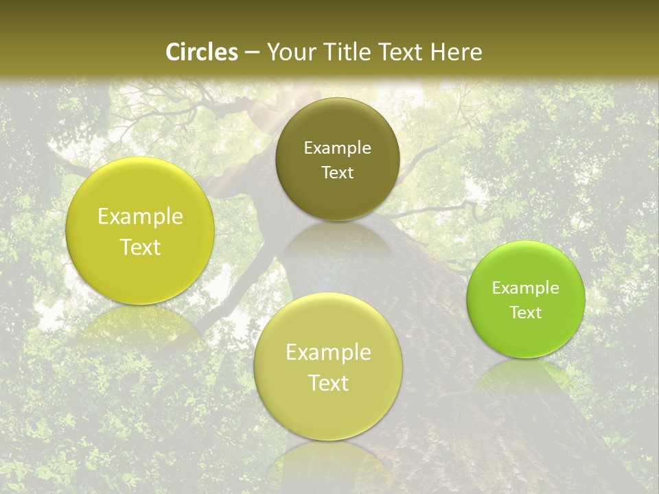 A Tree With The Sun Shining Through It PowerPoint Template