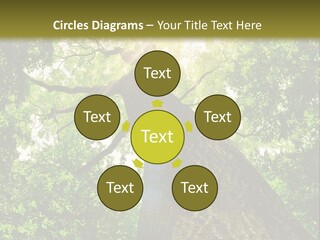 A Tree With The Sun Shining Through It PowerPoint Template