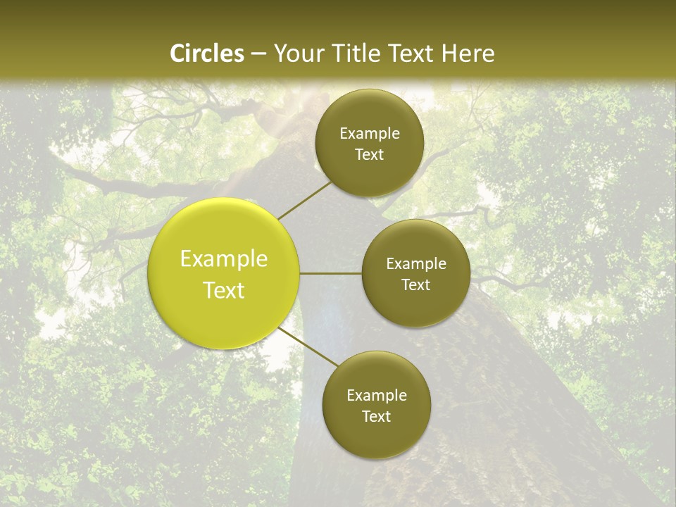 A Tree With The Sun Shining Through It PowerPoint Template
