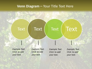 A Tree With The Sun Shining Through It PowerPoint Template