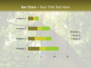 A Tree With The Sun Shining Through It PowerPoint Template