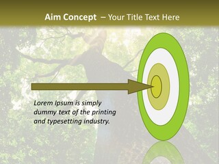 A Tree With The Sun Shining Through It PowerPoint Template