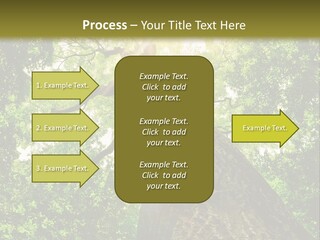 A Tree With The Sun Shining Through It PowerPoint Template