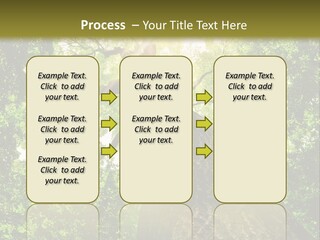 A Tree With The Sun Shining Through It PowerPoint Template