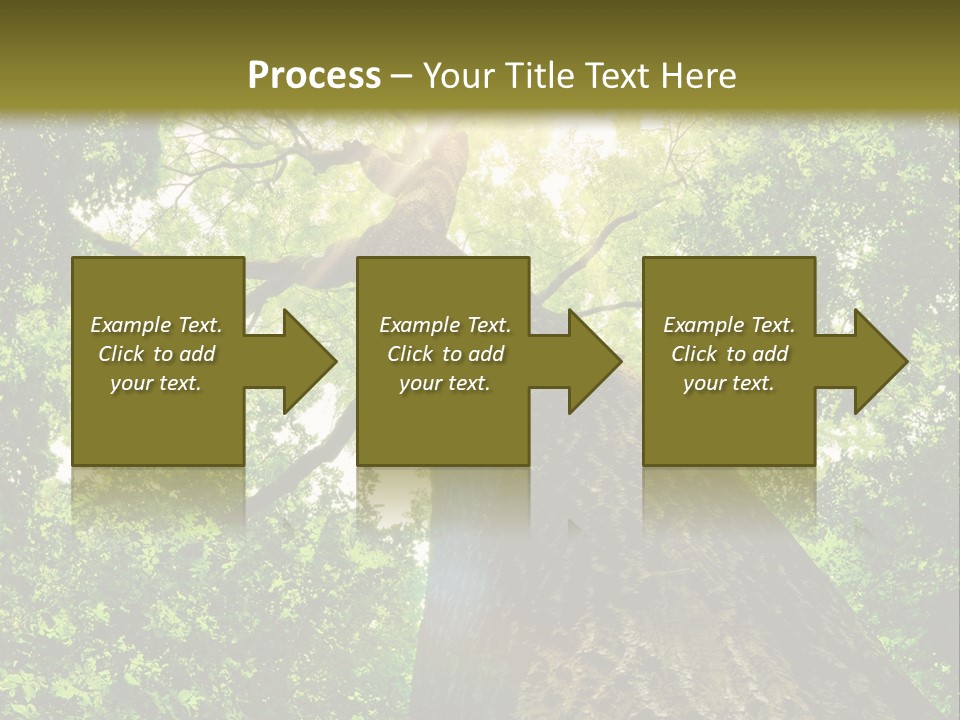 A Tree With The Sun Shining Through It PowerPoint Template