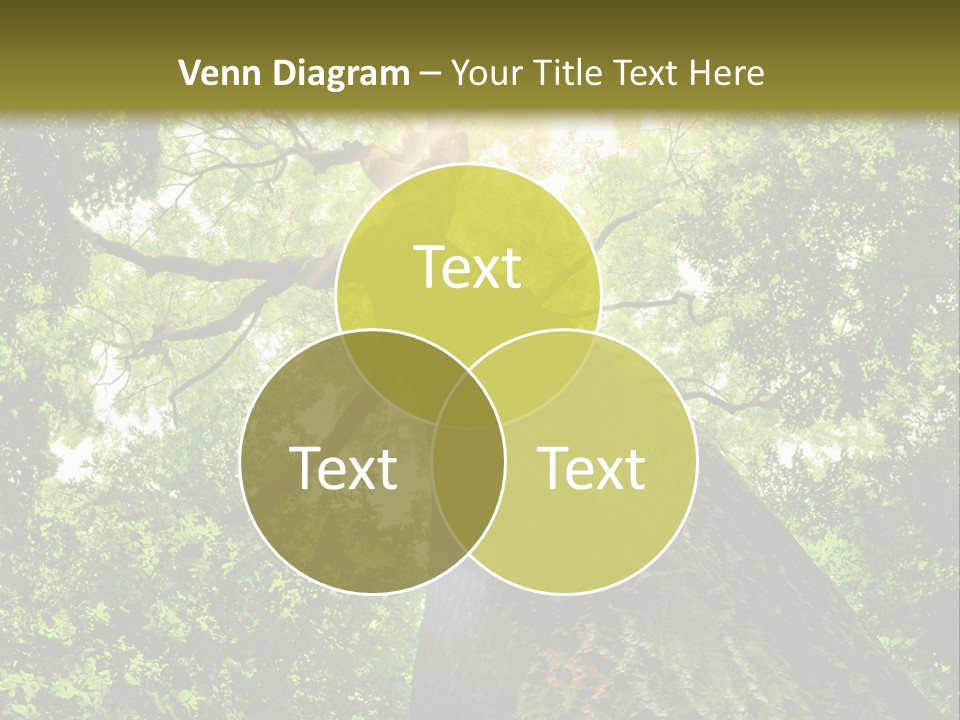 A Tree With The Sun Shining Through It PowerPoint Template