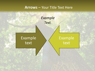 A Tree With The Sun Shining Through It PowerPoint Template