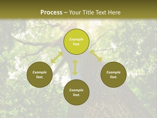 A Tree With The Sun Shining Through It PowerPoint Template