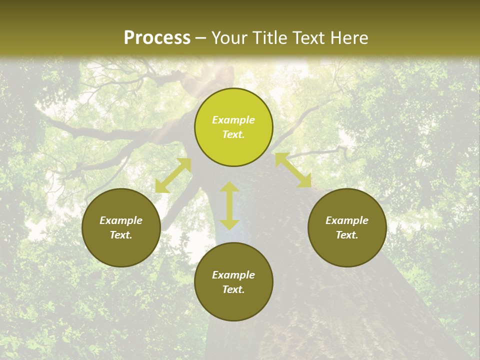 A Tree With The Sun Shining Through It PowerPoint Template