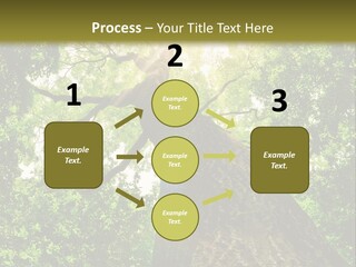 A Tree With The Sun Shining Through It PowerPoint Template