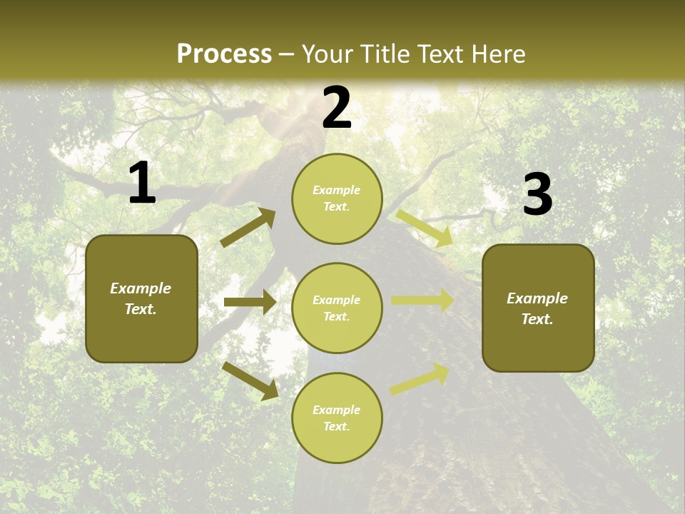 A Tree With The Sun Shining Through It PowerPoint Template