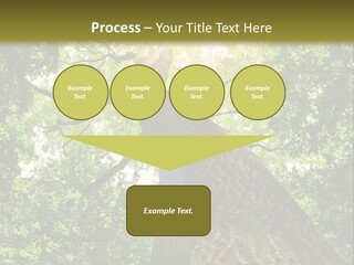 A Tree With The Sun Shining Through It PowerPoint Template