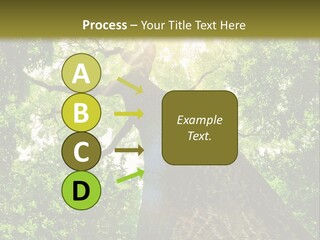 A Tree With The Sun Shining Through It PowerPoint Template