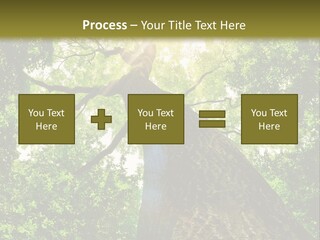 A Tree With The Sun Shining Through It PowerPoint Template