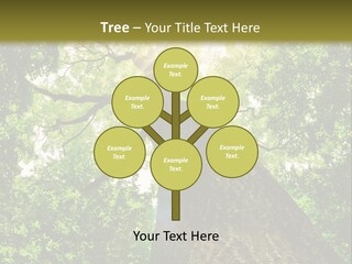 A Tree With The Sun Shining Through It PowerPoint Template