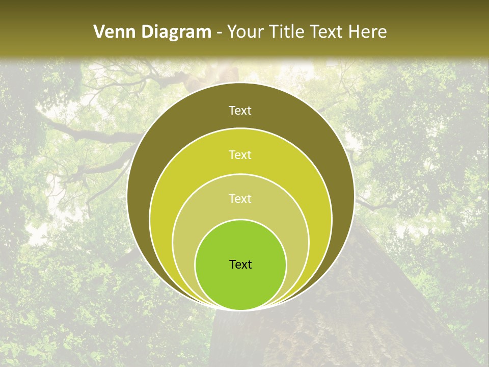 A Tree With The Sun Shining Through It PowerPoint Template