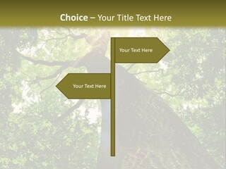 A Tree With The Sun Shining Through It PowerPoint Template