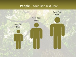 A Tree With The Sun Shining Through It PowerPoint Template