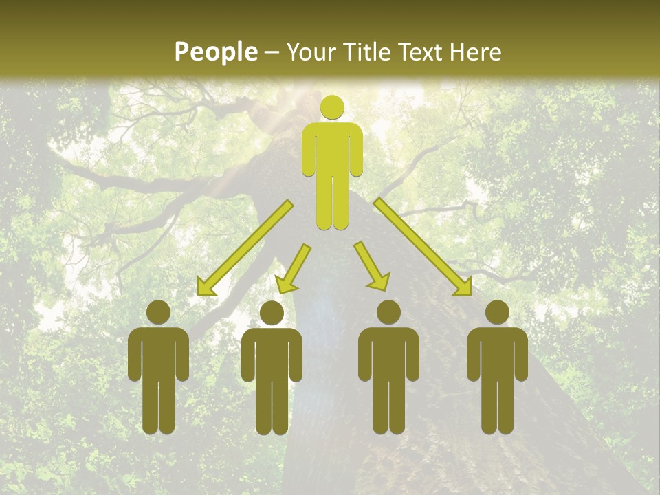 A Tree With The Sun Shining Through It PowerPoint Template