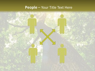 A Tree With The Sun Shining Through It PowerPoint Template