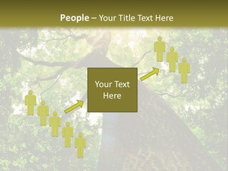 A Tree With The Sun Shining Through It PowerPoint Template