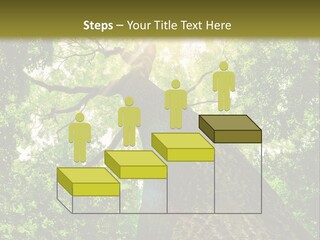 A Tree With The Sun Shining Through It PowerPoint Template