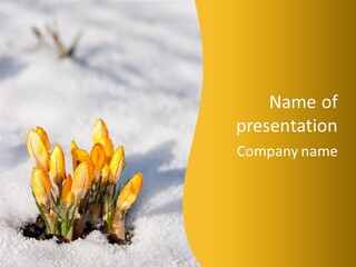 A Bunch Of Yellow Flowers In The Snow PowerPoint Template