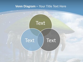 A Group Of Elephants Standing On Top Of A Turtle PowerPoint Template