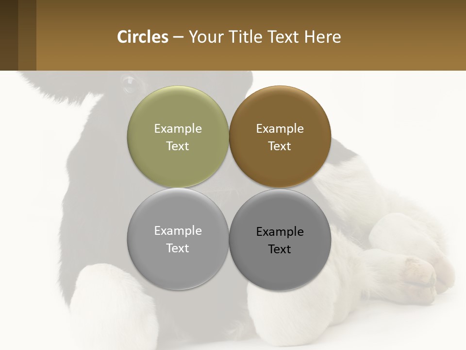 A Black And White Cow Laying Down On A White Background PowerPoint Template