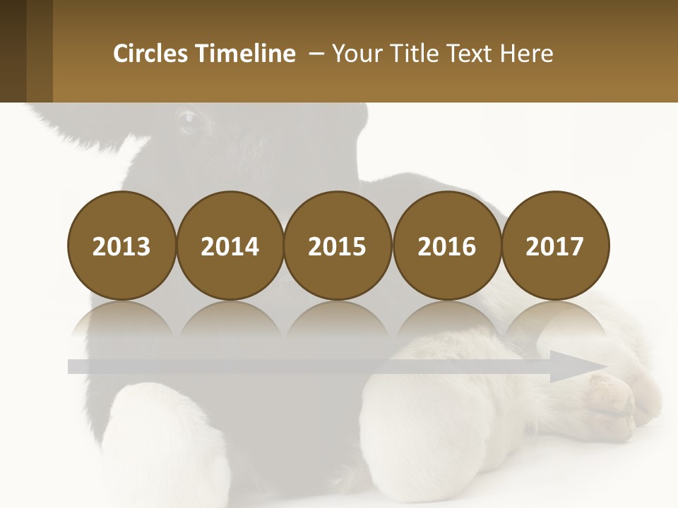 A Black And White Cow Laying Down On A White Background PowerPoint Template