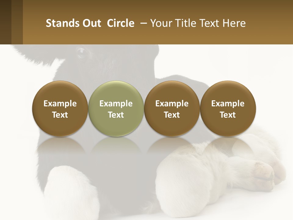 A Black And White Cow Laying Down On A White Background PowerPoint Template