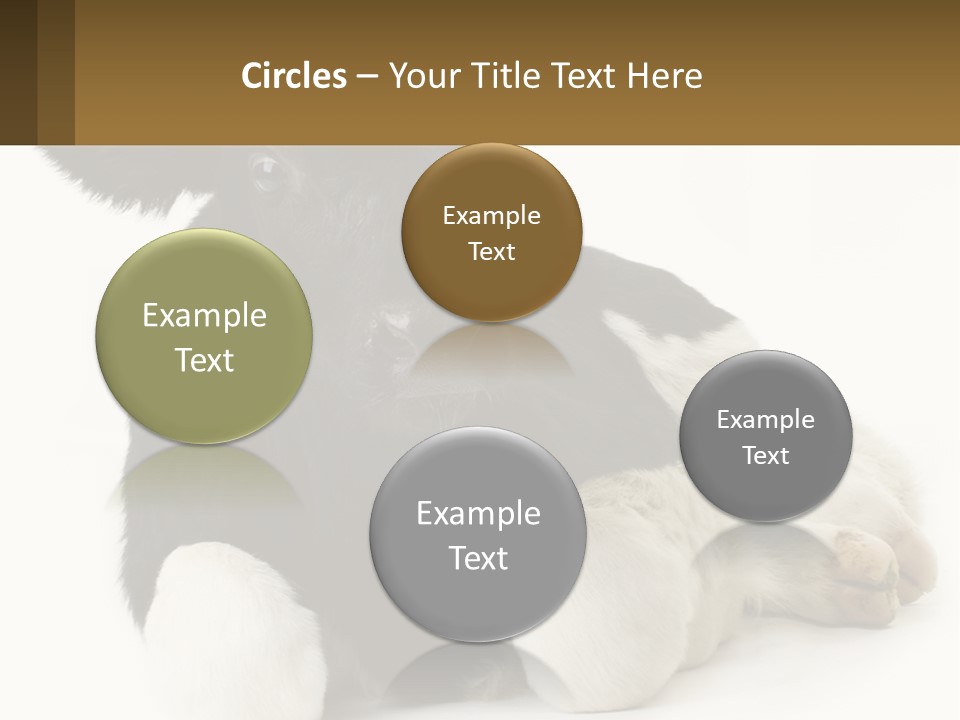 A Black And White Cow Laying Down On A White Background PowerPoint Template