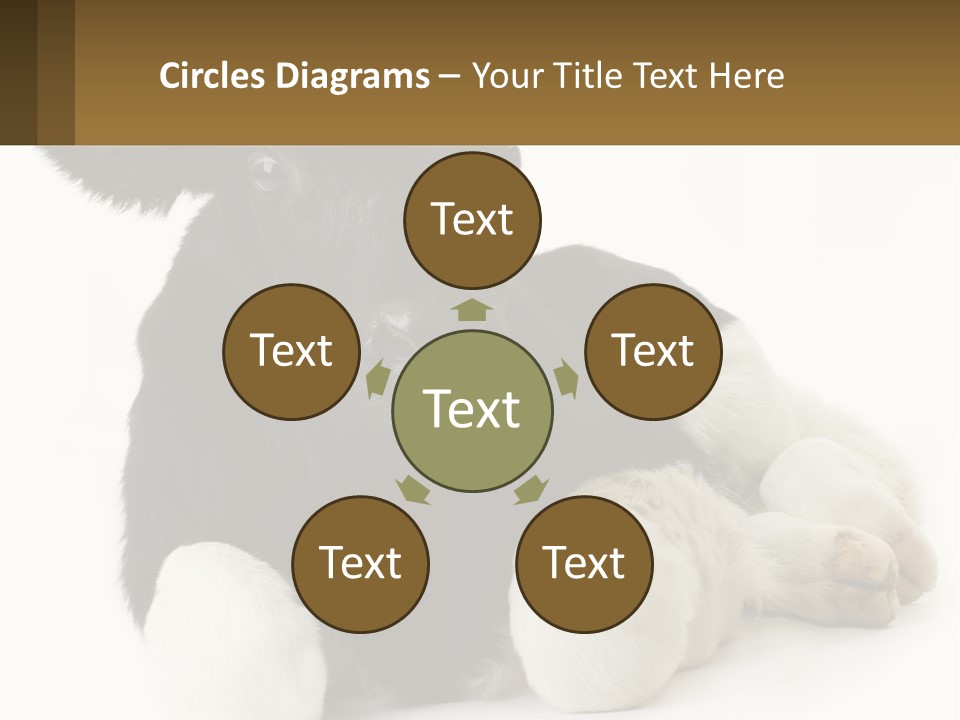 A Black And White Cow Laying Down On A White Background PowerPoint Template