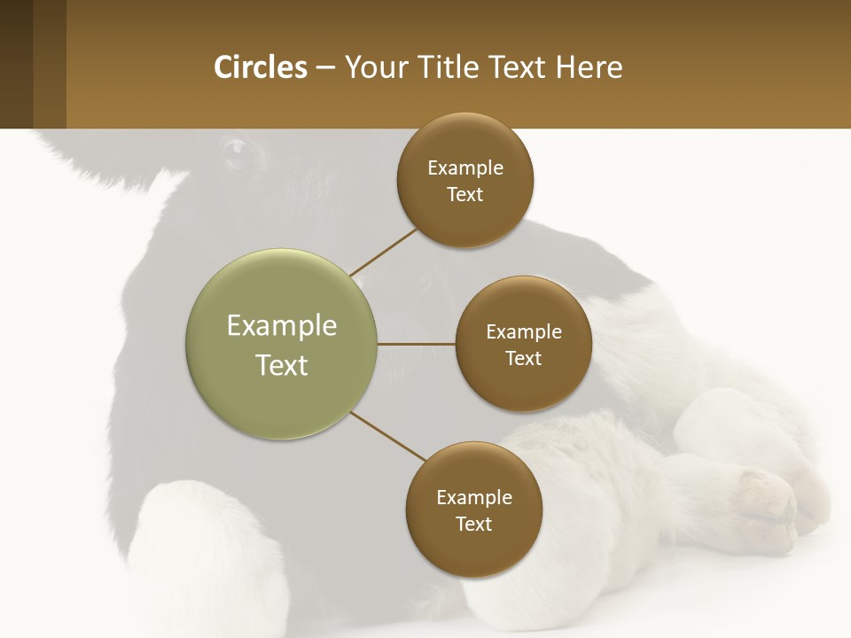 A Black And White Cow Laying Down On A White Background PowerPoint Template