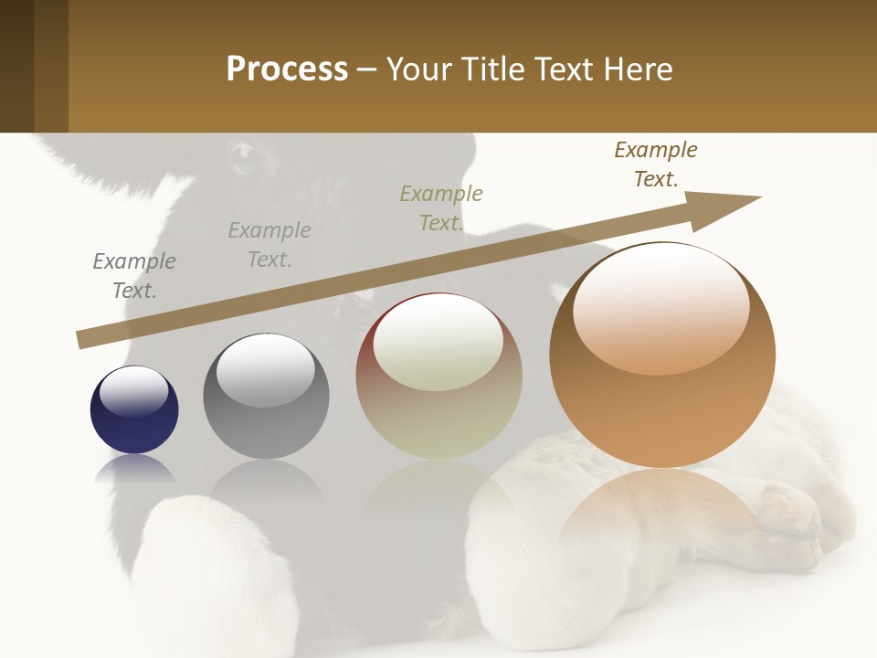 A Black And White Cow Laying Down On A White Background PowerPoint Template