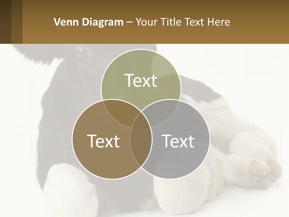 A Black And White Cow Laying Down On A White Background PowerPoint Template