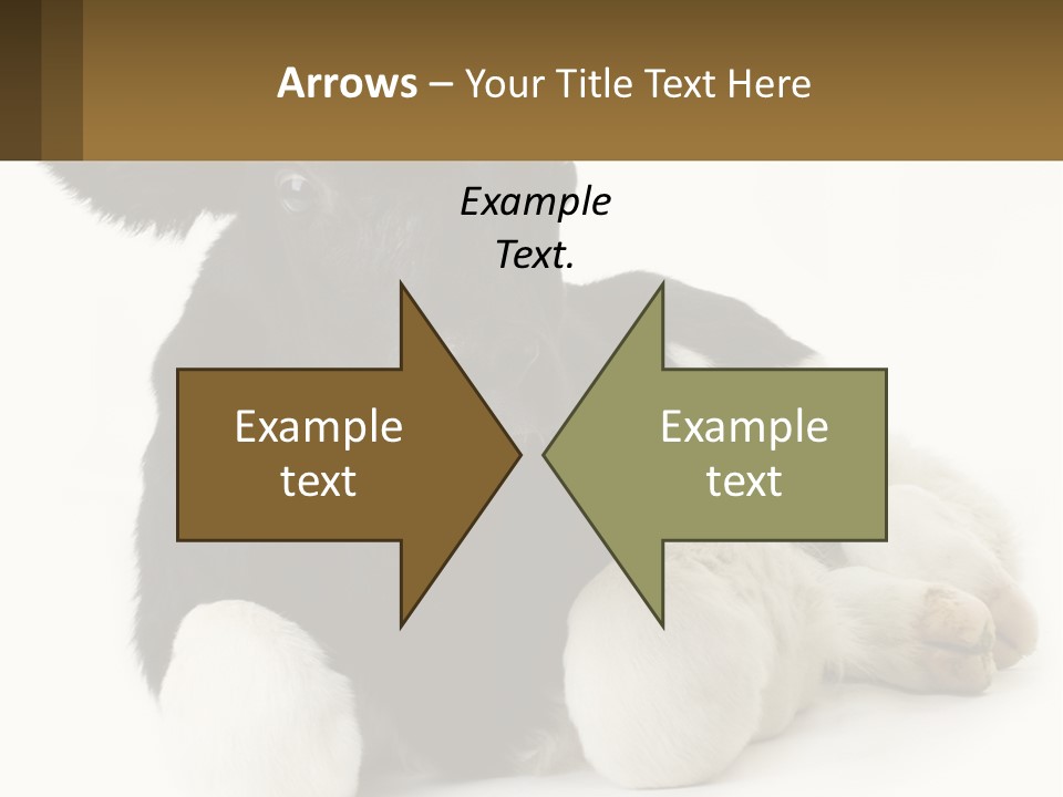 A Black And White Cow Laying Down On A White Background PowerPoint Template