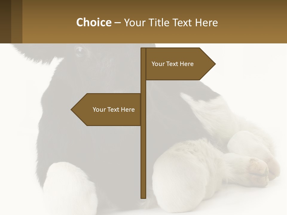 A Black And White Cow Laying Down On A White Background PowerPoint Template