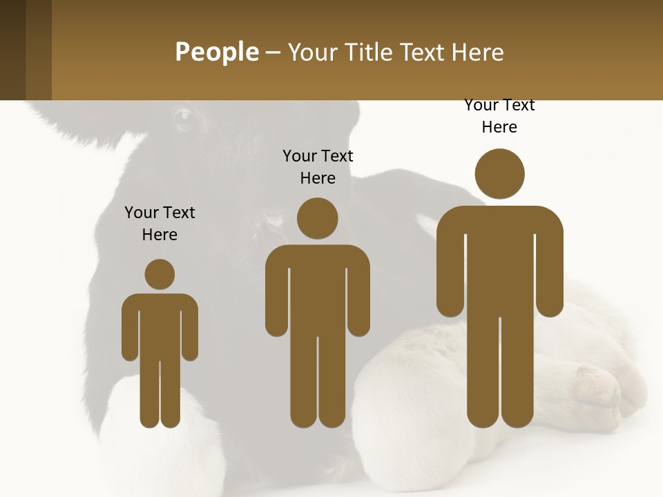 A Black And White Cow Laying Down On A White Background PowerPoint Template