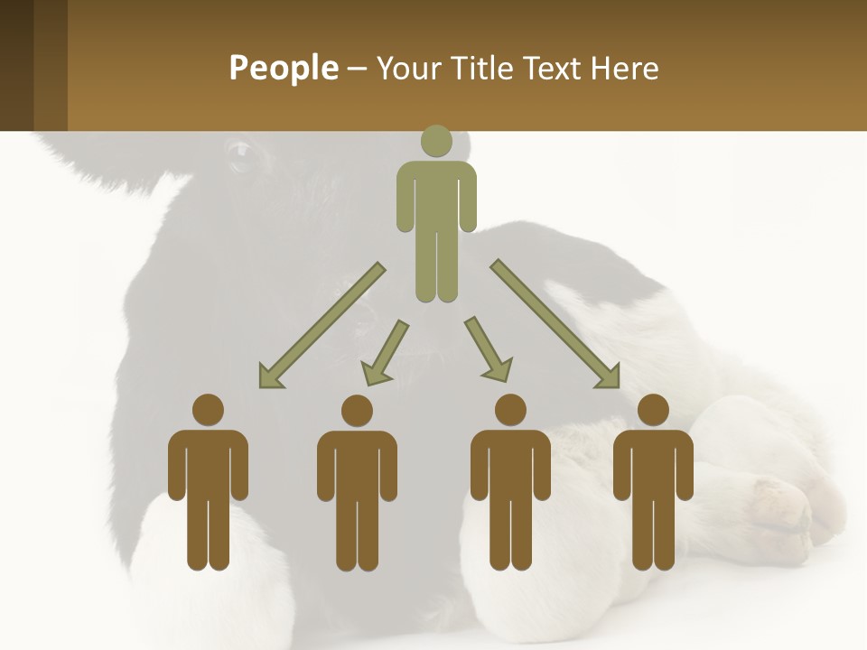 A Black And White Cow Laying Down On A White Background PowerPoint Template