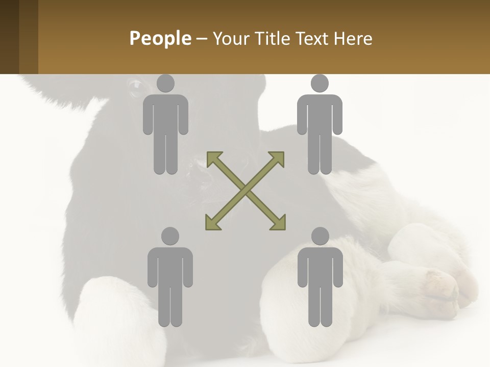 A Black And White Cow Laying Down On A White Background PowerPoint Template