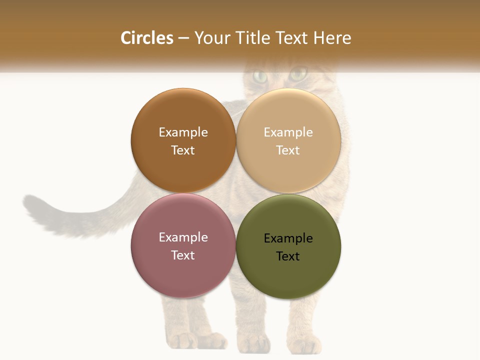 A Cat Standing On Top Of A White Surface PowerPoint Template