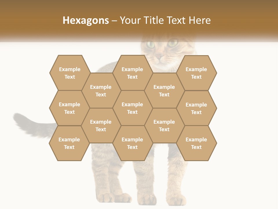 A Cat Standing On Top Of A White Surface PowerPoint Template