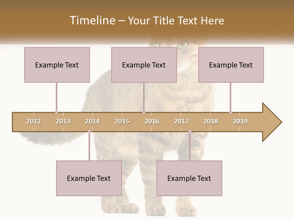 A Cat Standing On Top Of A White Surface PowerPoint Template